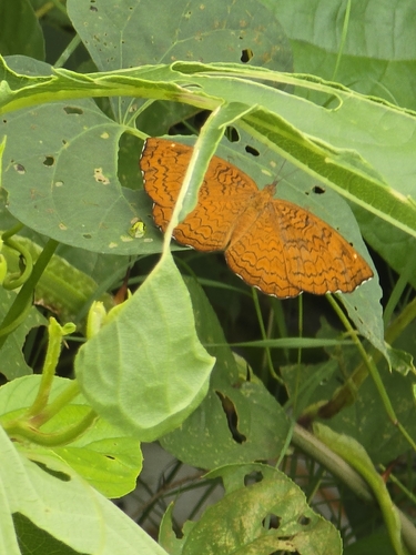 Common Castor Butterfly