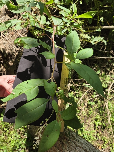 American pokeweed