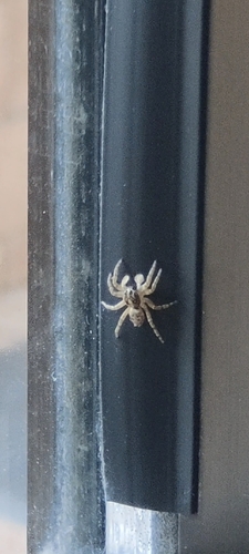 Half-edged Wall Jumping Spider