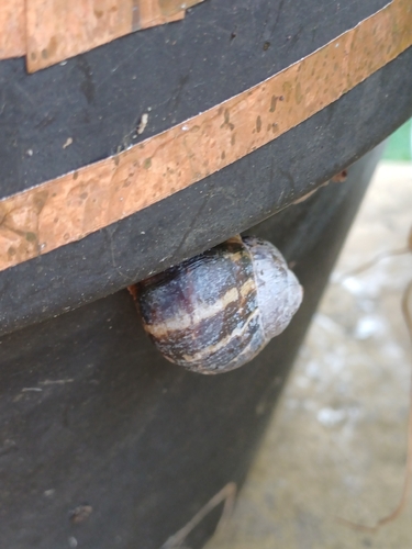 Garden Snail