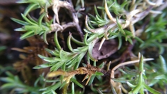 Magnoliopsida