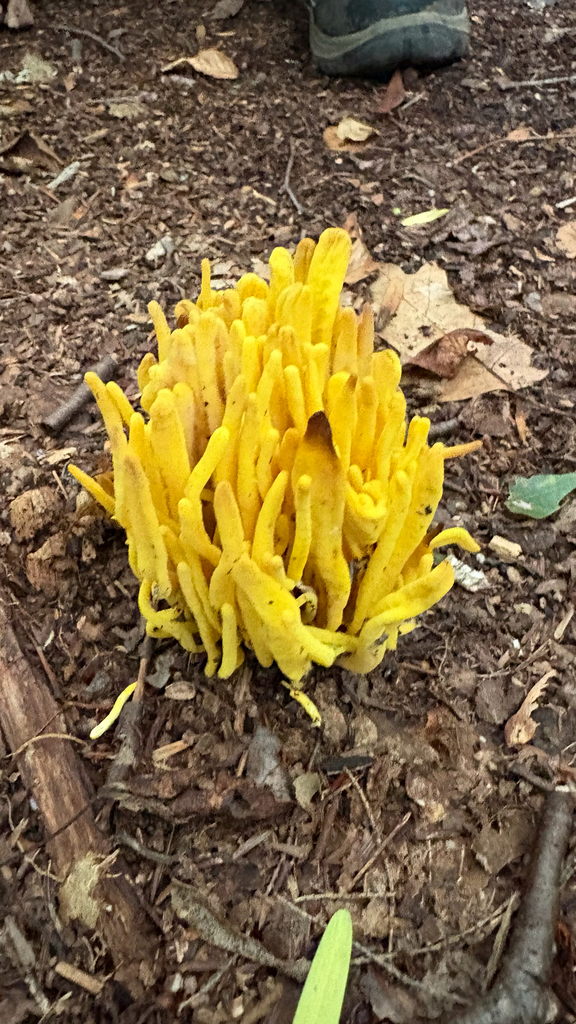 Golden Spindles · September 2026 · photo: Photo: (c) Derek Duplessis, some rights reserved (CC BY) · iNaturalist
