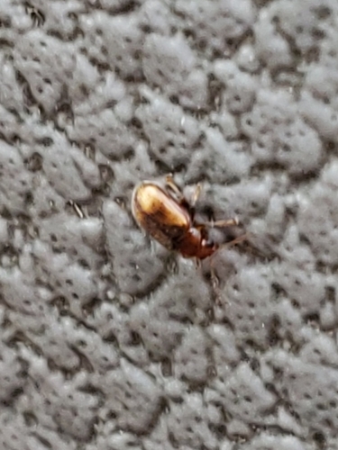 Tobacco Flea Beetle