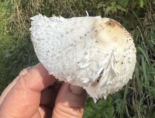 Shaggy Mane