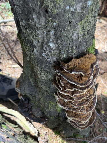 Clustered Bracket
