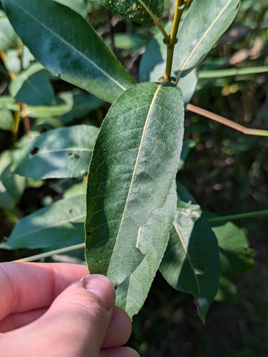 Salix myricoides, photograph 3