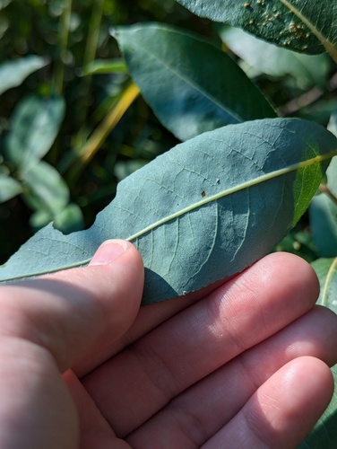 Salix myricoides, photograph 5