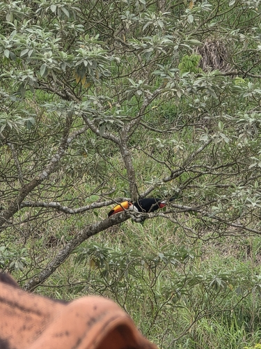 Toco Toucan