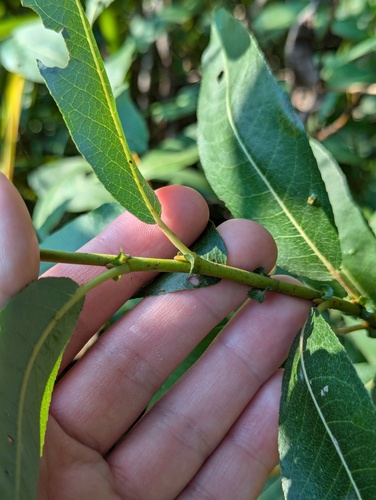 Salix myricoides