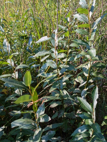 Salix myricoides, photograph 4