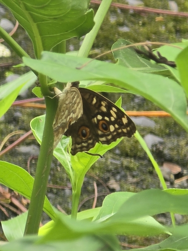 Lemon Pansy