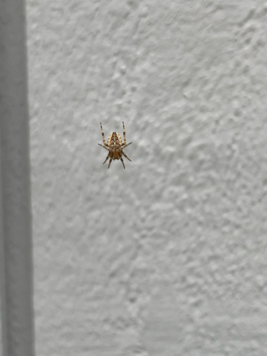 Cross Orbweaver