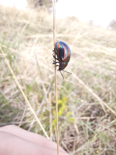 Rainbow Leaf Beetle