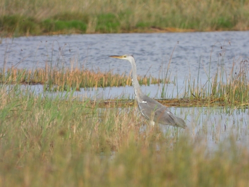 Grey Heron