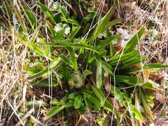 Image of Valeriana prionophylla