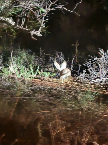 Antelope Jackrabbit observed by cjtescher
