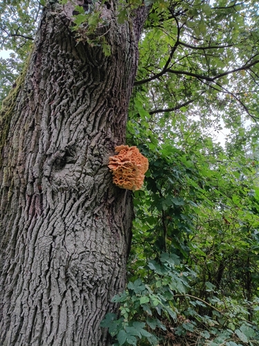 chicken of the woods