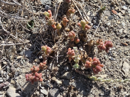 iNaturalist observation photo of Slender Iceplant
