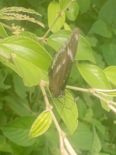 Great Eggfly