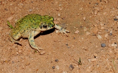 Anaxyrus debilis