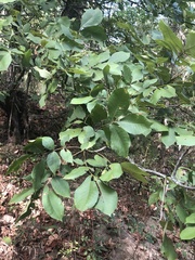 Carya texana