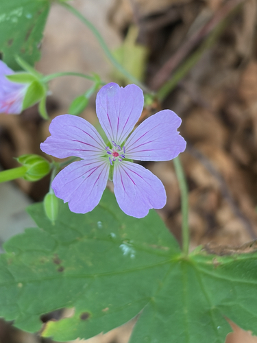 Knotted Crane's-bill