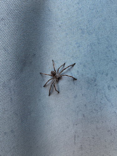 Giant Crab Spider