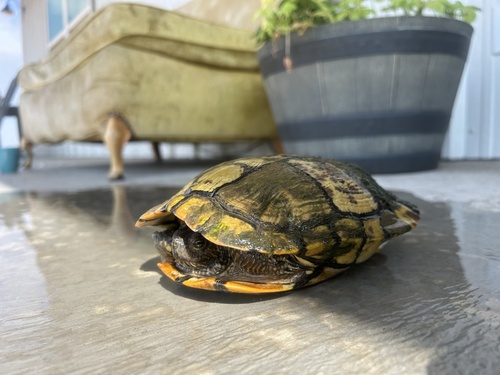 Pond Slider