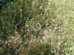 Capsella bursa-pastoris