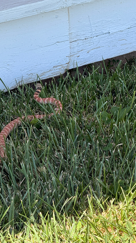 Desert Coachwhip