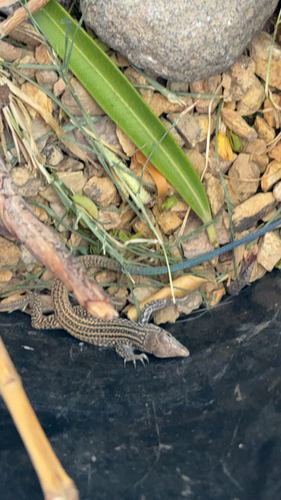 Western Whiptail