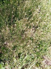 Capsella bursa-pastoris