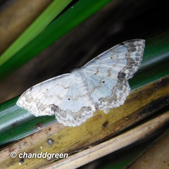 Scopula propinquaria