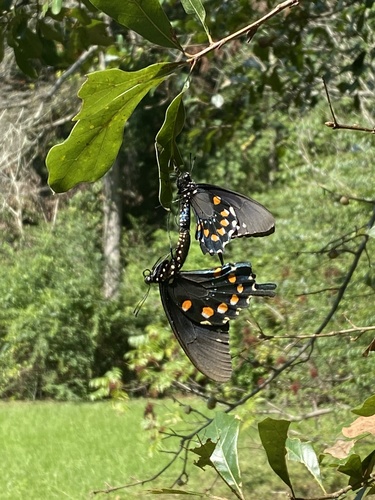 Pipevine Swallowtail