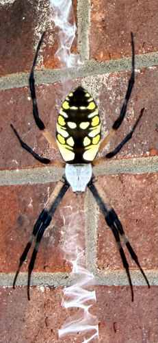 Yellow Garden Spider