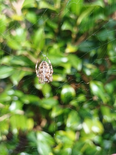 Cross Orbweaver