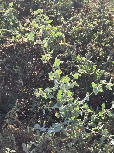 iNaturalist observation photo of big saltbush