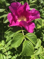 Rosa rugosa