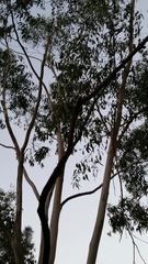 Eucalyptus ovata