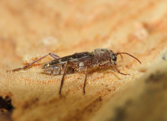 Xylotrechus smei