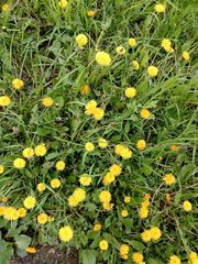 Taraxacum officinale