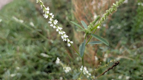 White Sweetclover