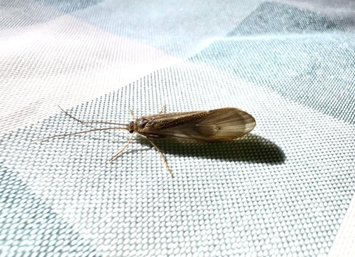 iNaturalist observation photo of Northern Caddisflies