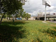 Taraxacum officinale