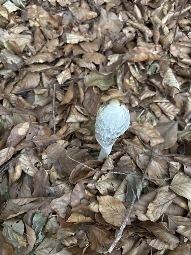 Shaggy Mane