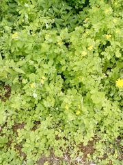 Chelidonium majus