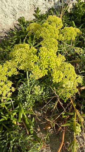 rock samphire