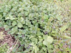Glechoma hederacea