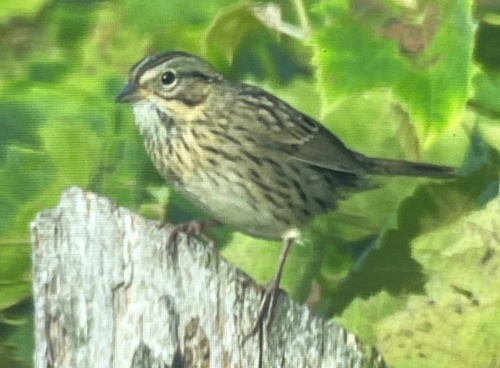 Lincoln's Sparrow