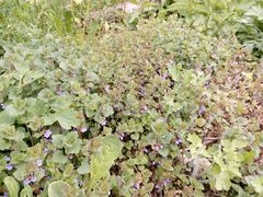 Glechoma hederacea